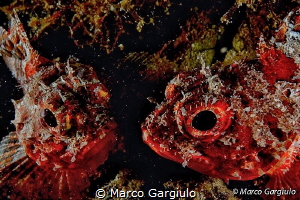 Face to Face by Marco Gargiulo 